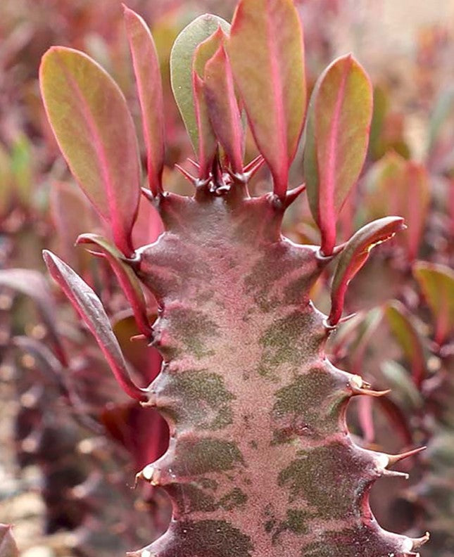 Euphorbia - Ruby Red Trigona