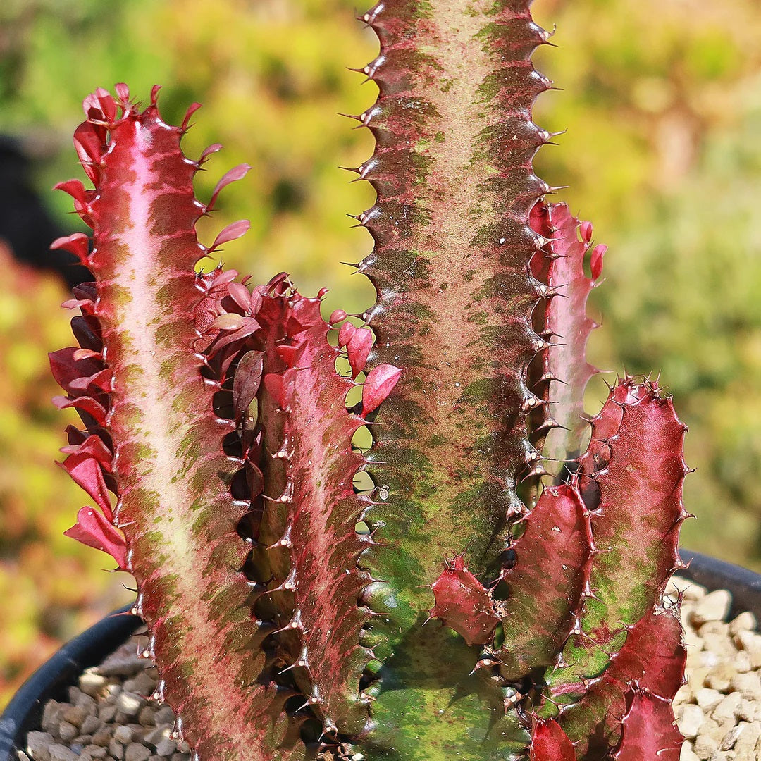 Euphorbia - Ruby Red Trigona
