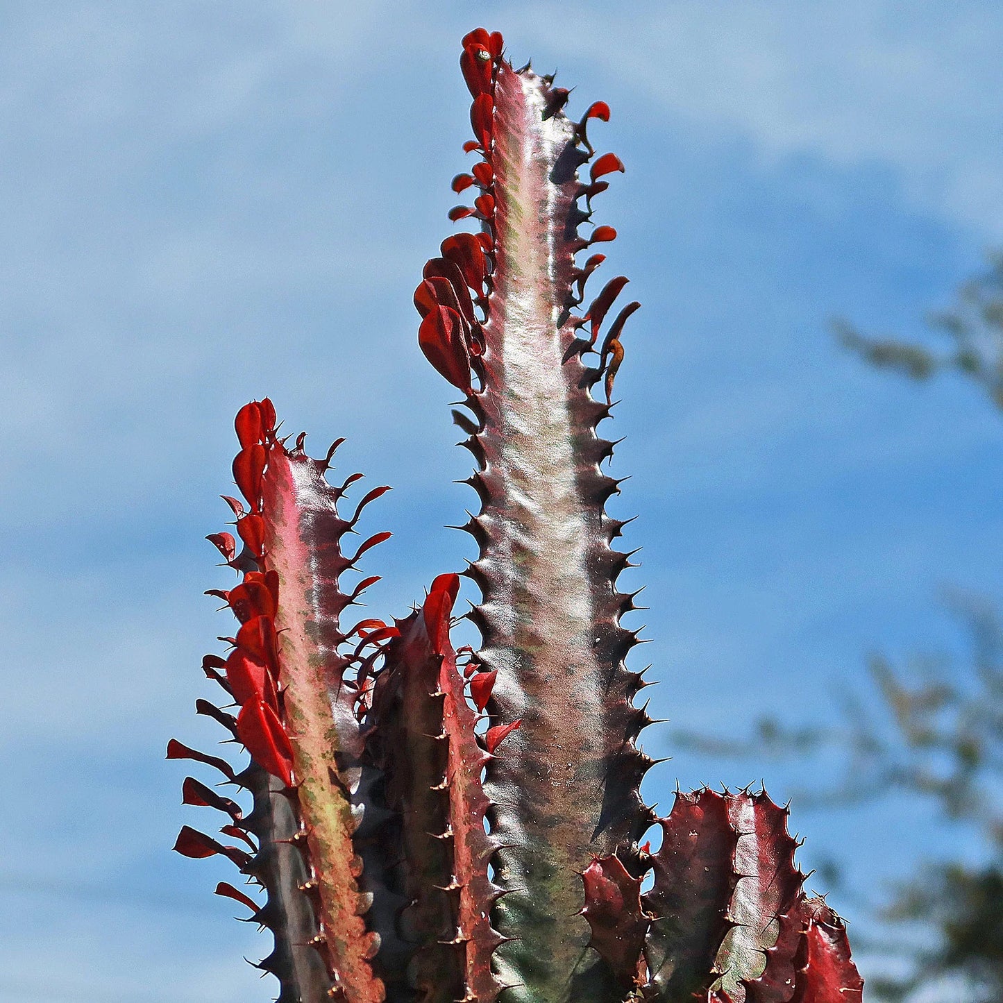 Euphorbia - Ruby Red Trigona