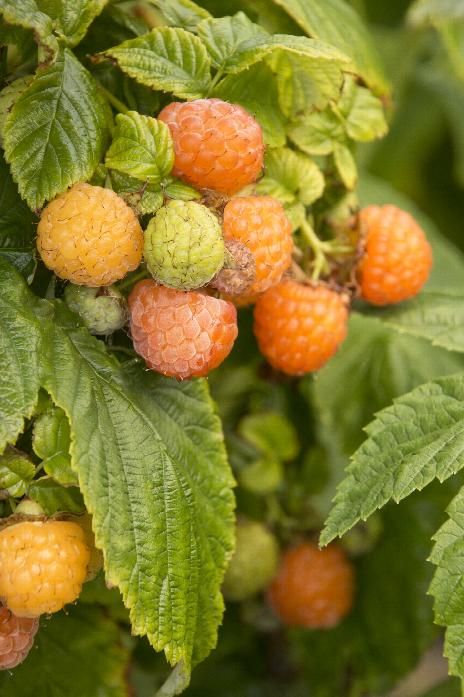 Raspberry - Fall Gold - PRE-ORDER