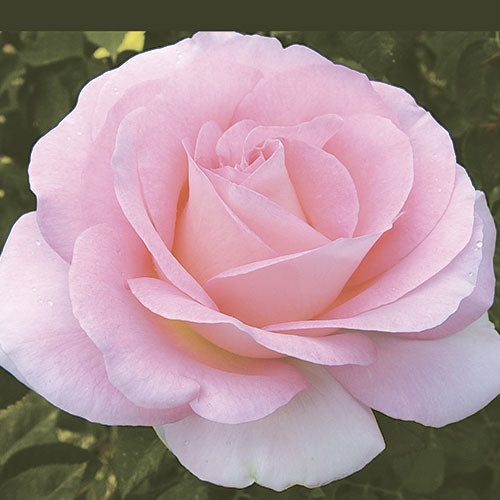 Roses - Falling in Love
