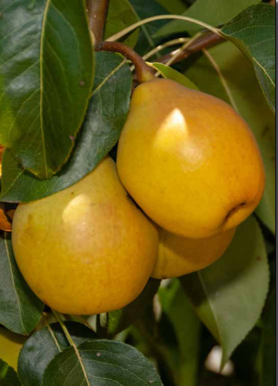Pear - Fan-Stil - PRE-ORDER