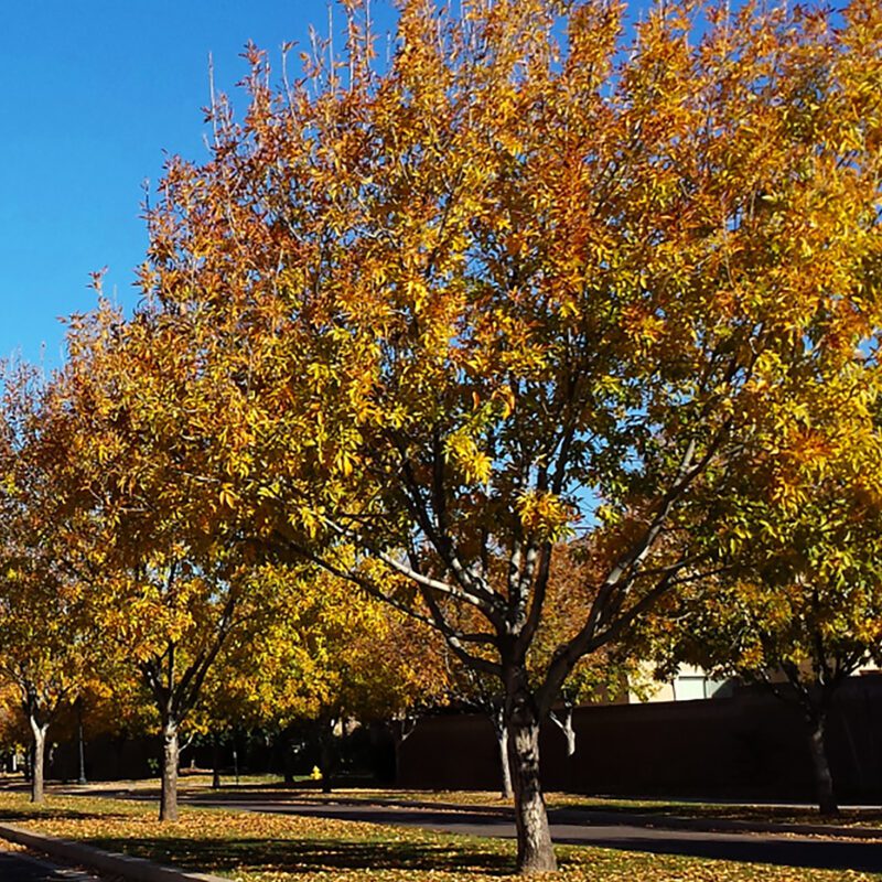 Shade - Ash - Fan Tex Ash