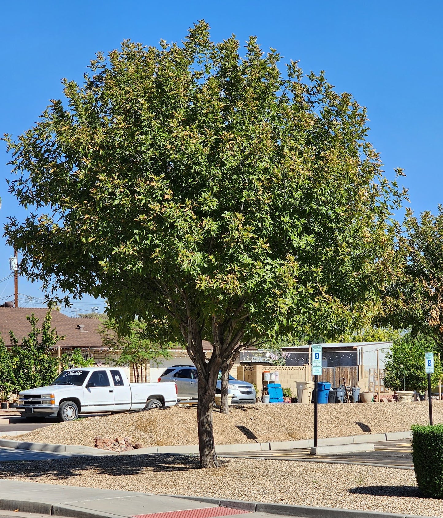 Shade - Ash - Fan Tex Ash
