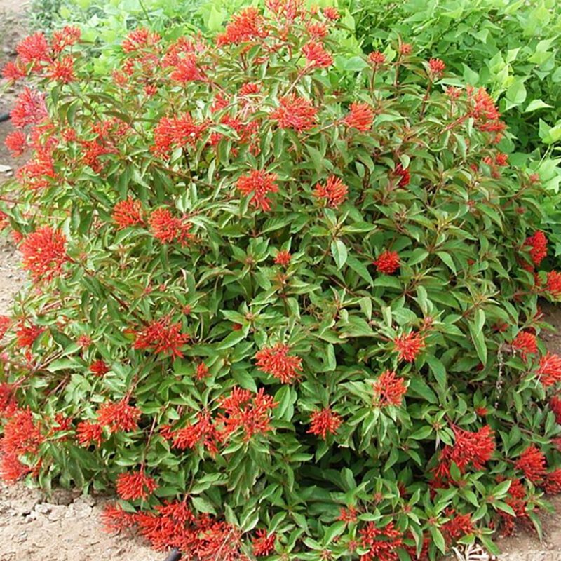 fire racker plant Shrubs