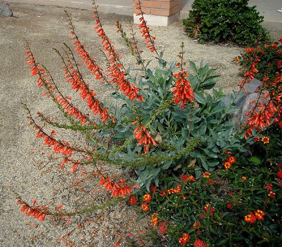 Shrubs - Firecracker Penstemon