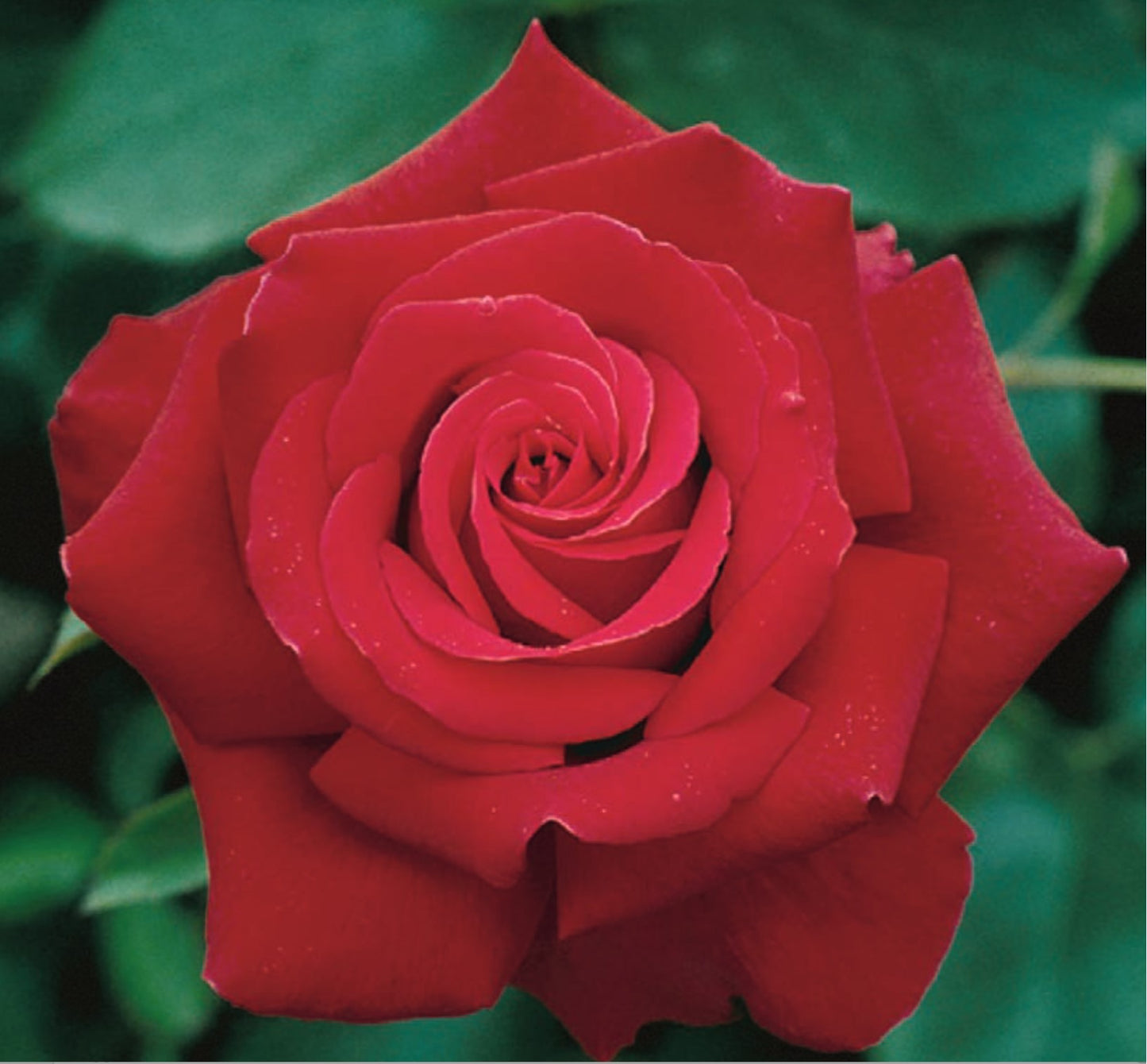 Roses - Firefighter