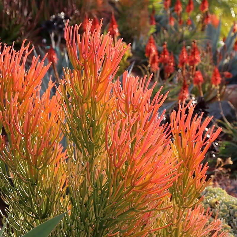 orange pencil cactus Euphorbia