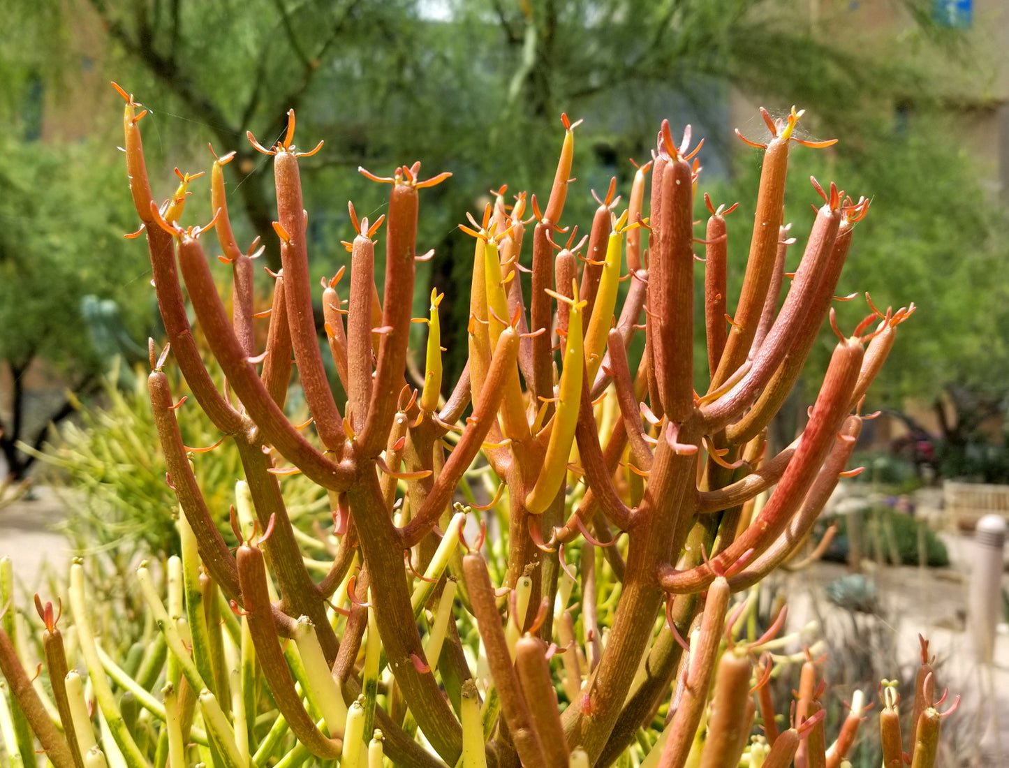 Euphorbia - Firestick