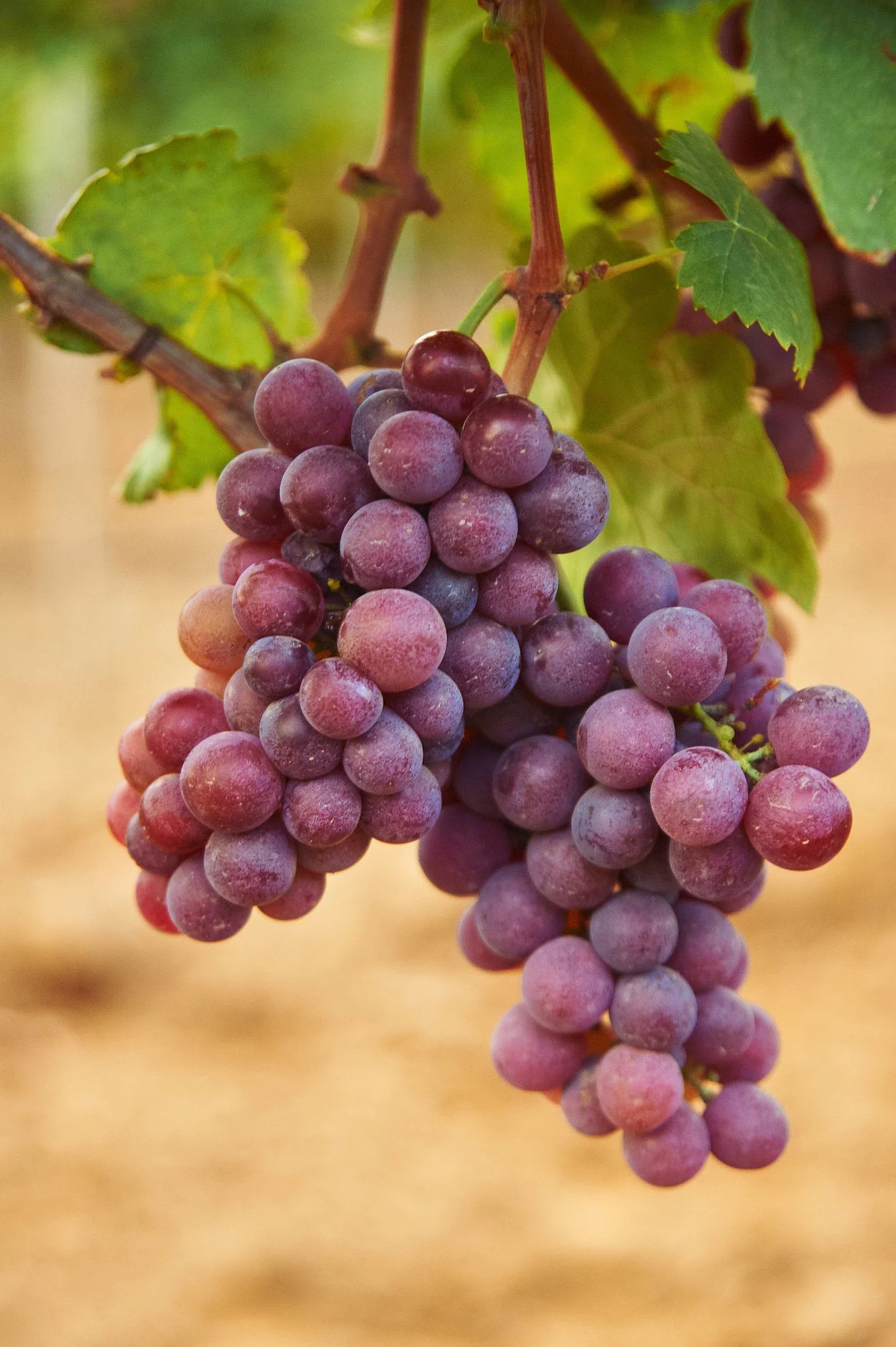 Grapes - Flame Seedless - PRE-ORDER