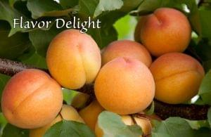 Aprium - Flavor Delight - PRE-ORDER