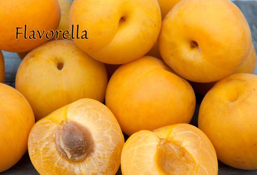 Plumcot - Flavorella - PRE-ORDER