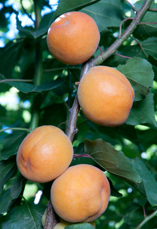 Apricot - Flora Gold