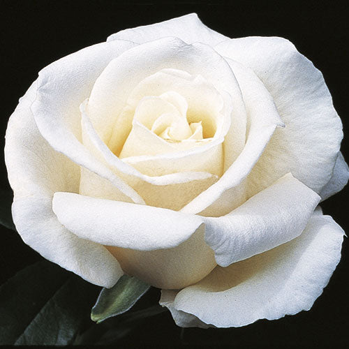 Roses - Full Sail