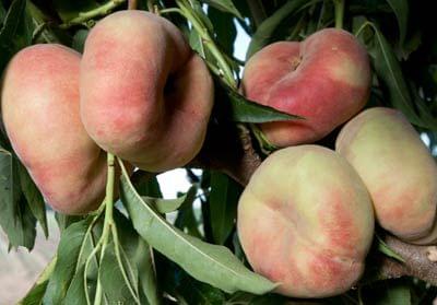 Peach - Galaxy - PRE-ORDER