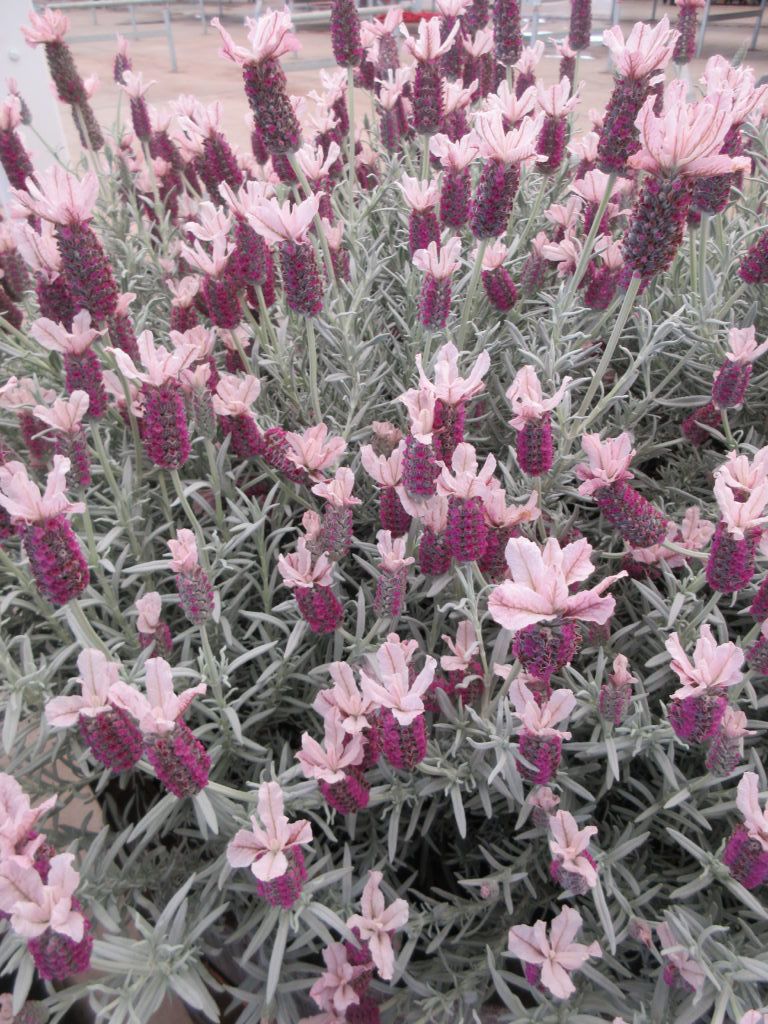 Shrubs - Spanish Lavender "Ghostly Princess"