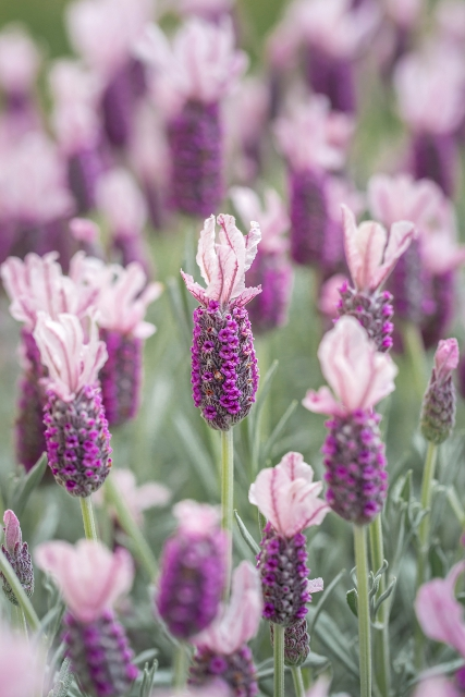 Shrubs - Spanish Lavender "Ghostly Princess"