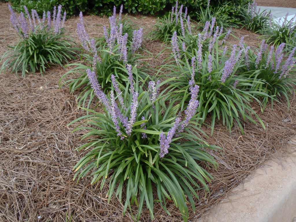 lily turf plant indoor Shrubs