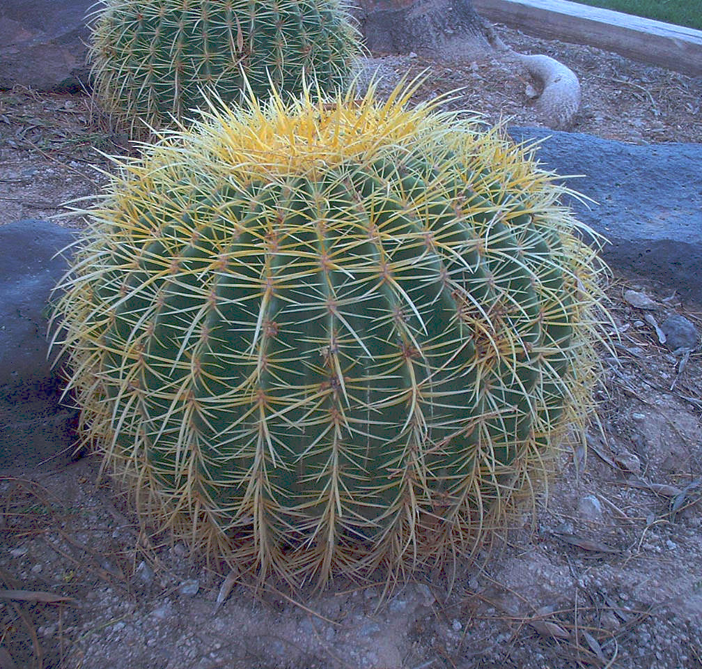 Cactus - Golden Barrel