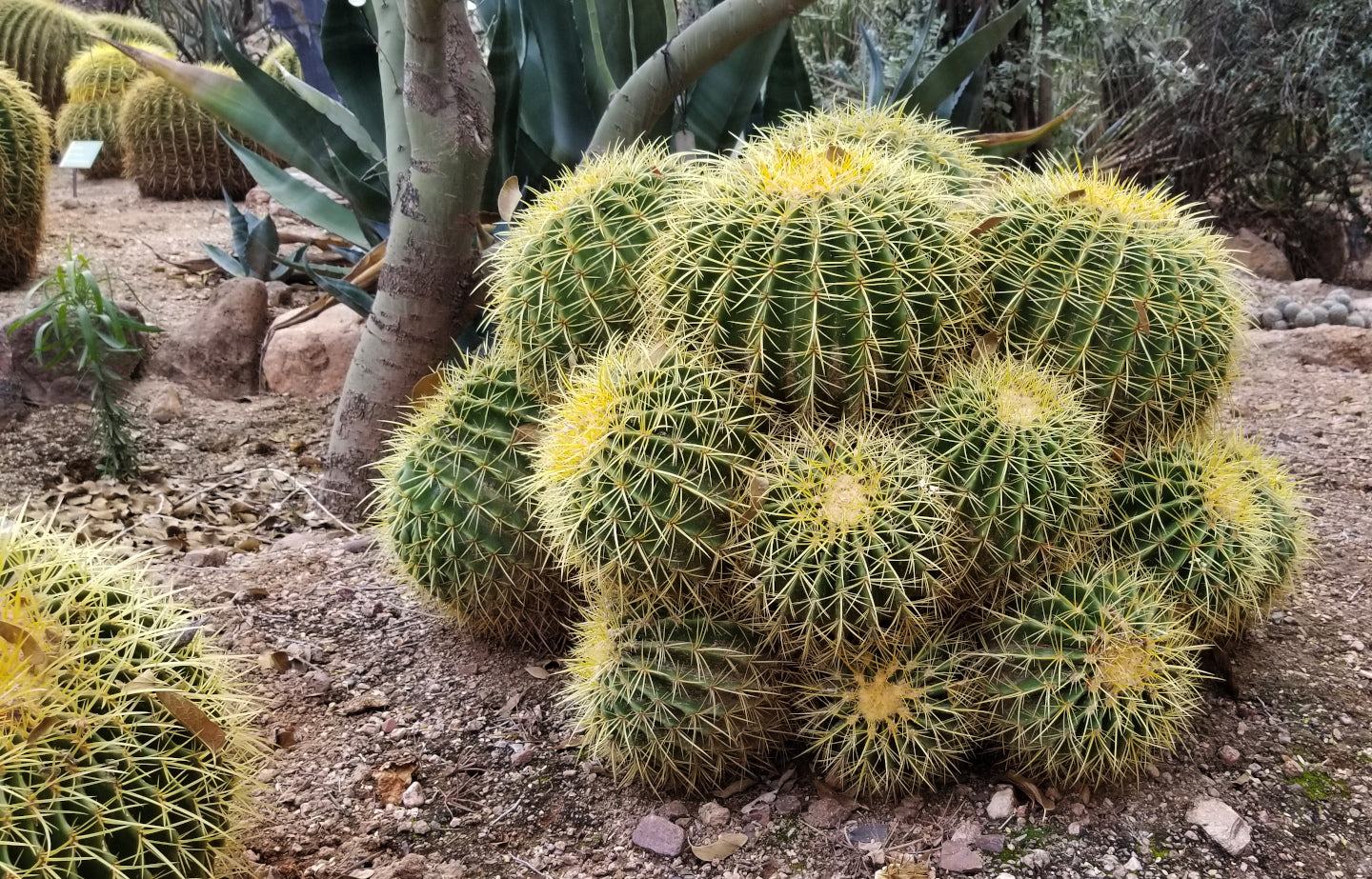 Cactus - Golden Barrel