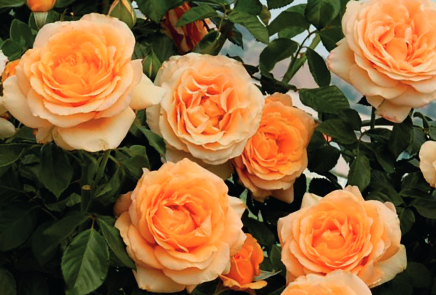 Roses - Golden Opportunity (Climbing)