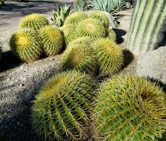 Cactus - Golden Barrel