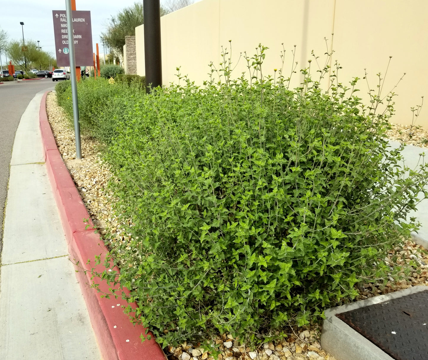 Shrubs - Goldeneye