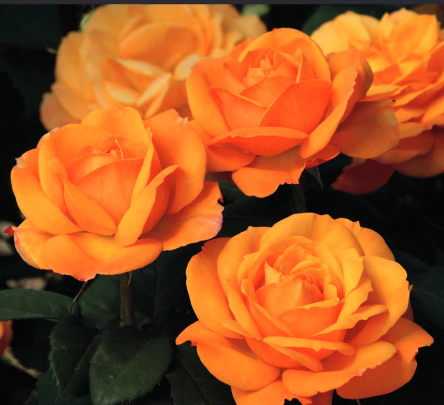 Roses - Good as Gold