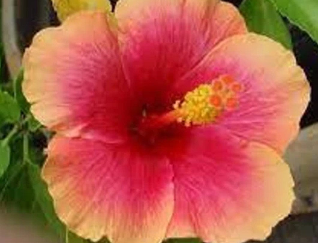 Shrubs - Hibiscus