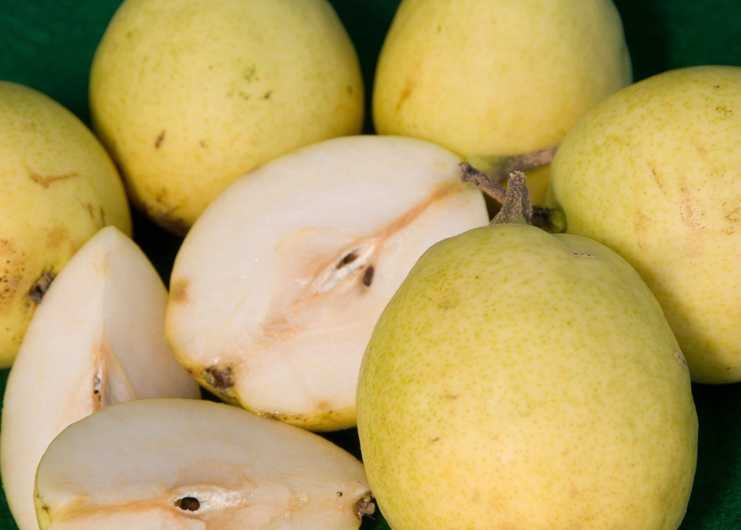 Pear - Hood - PRE-ORDER