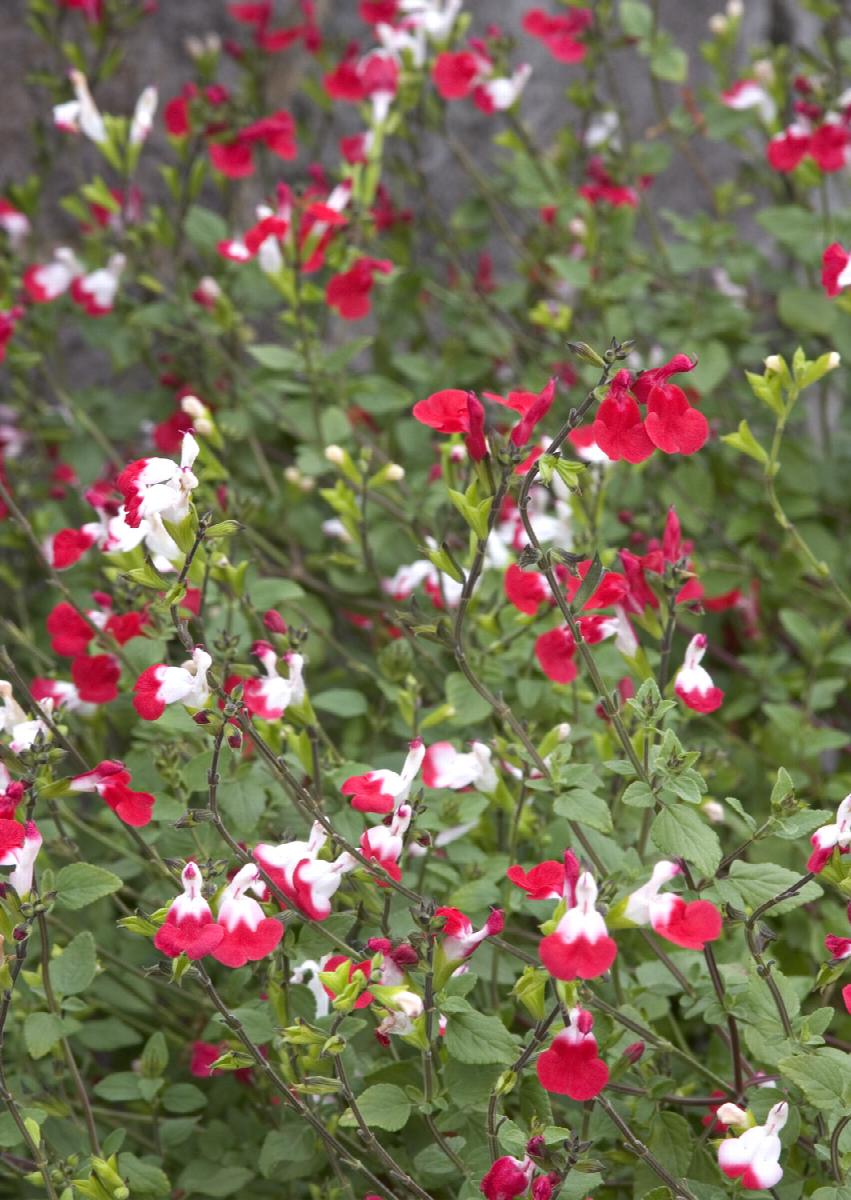 Shrubs - Sage - Autumn
