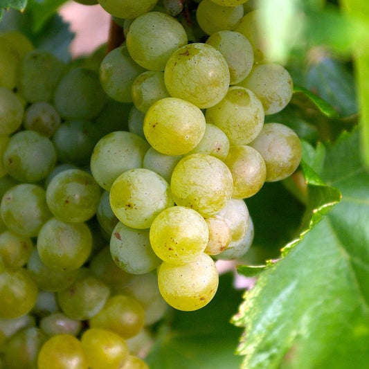 Grapes - Interlaken Seedless