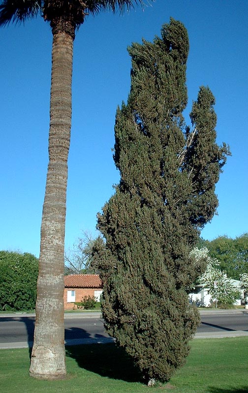 Shade - Italian Cypress