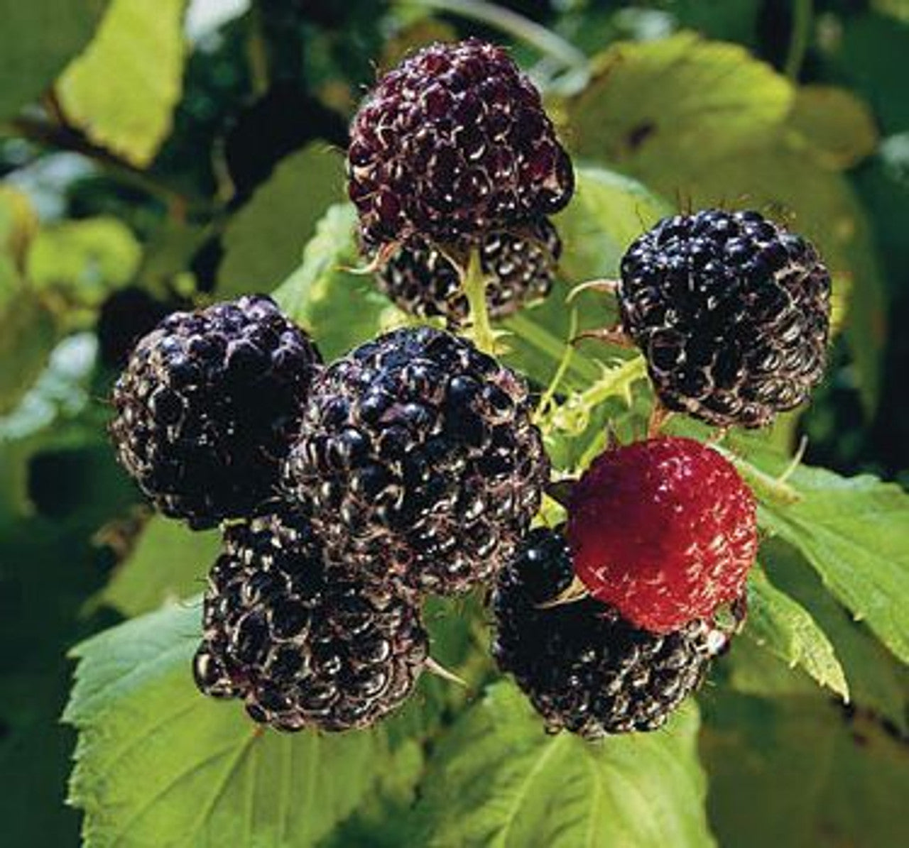 Raspberry - Jewel - PRE-ORDER