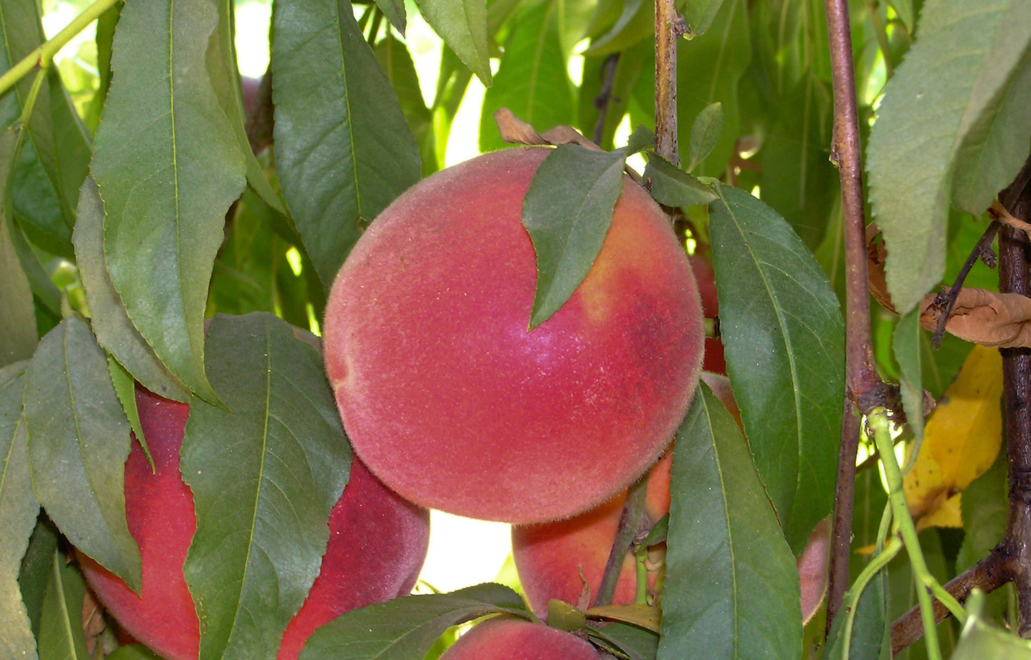 Peach - John Fanick - PRE-ORDER