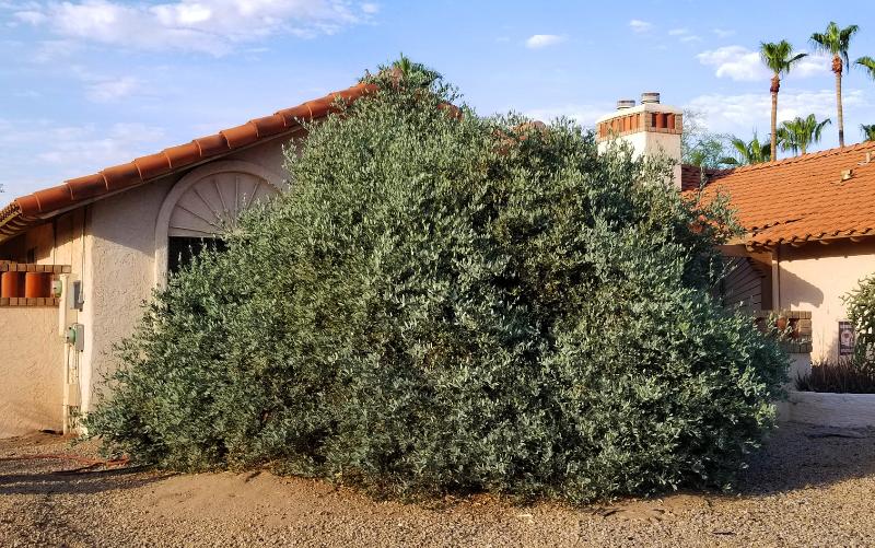 Shrubs - Jojoba