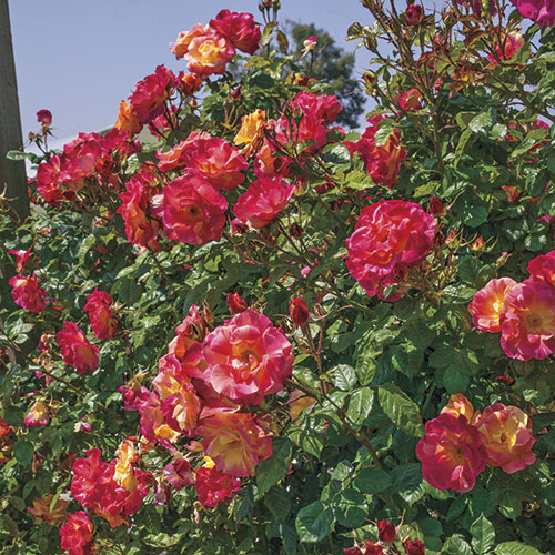 Roses - Joseph's Coat (Climbing)