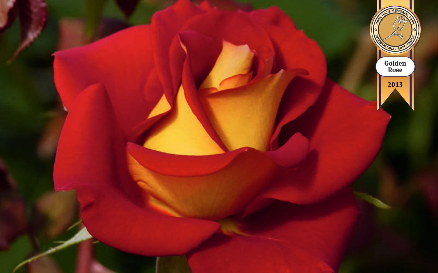 Roses - Ketchup N Mustard