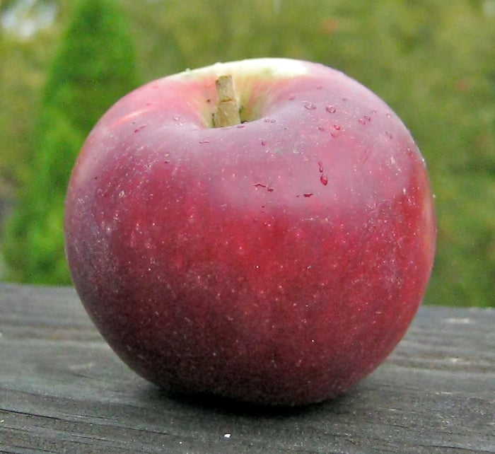 Apple - King David - PRE-ORDER