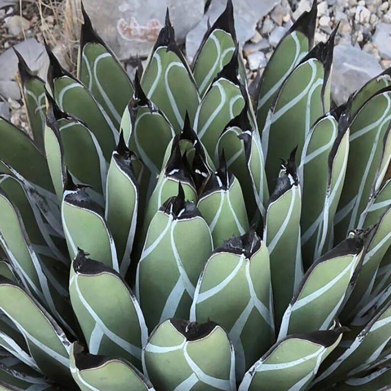Agave - King Ferdinand
