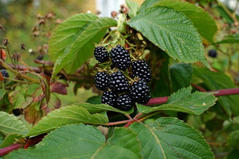 Blackberry - Kiowa - PRE-ORDER