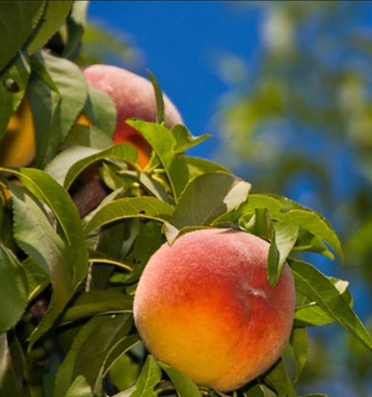 Peach - La Feliciana - PRE-ORDER