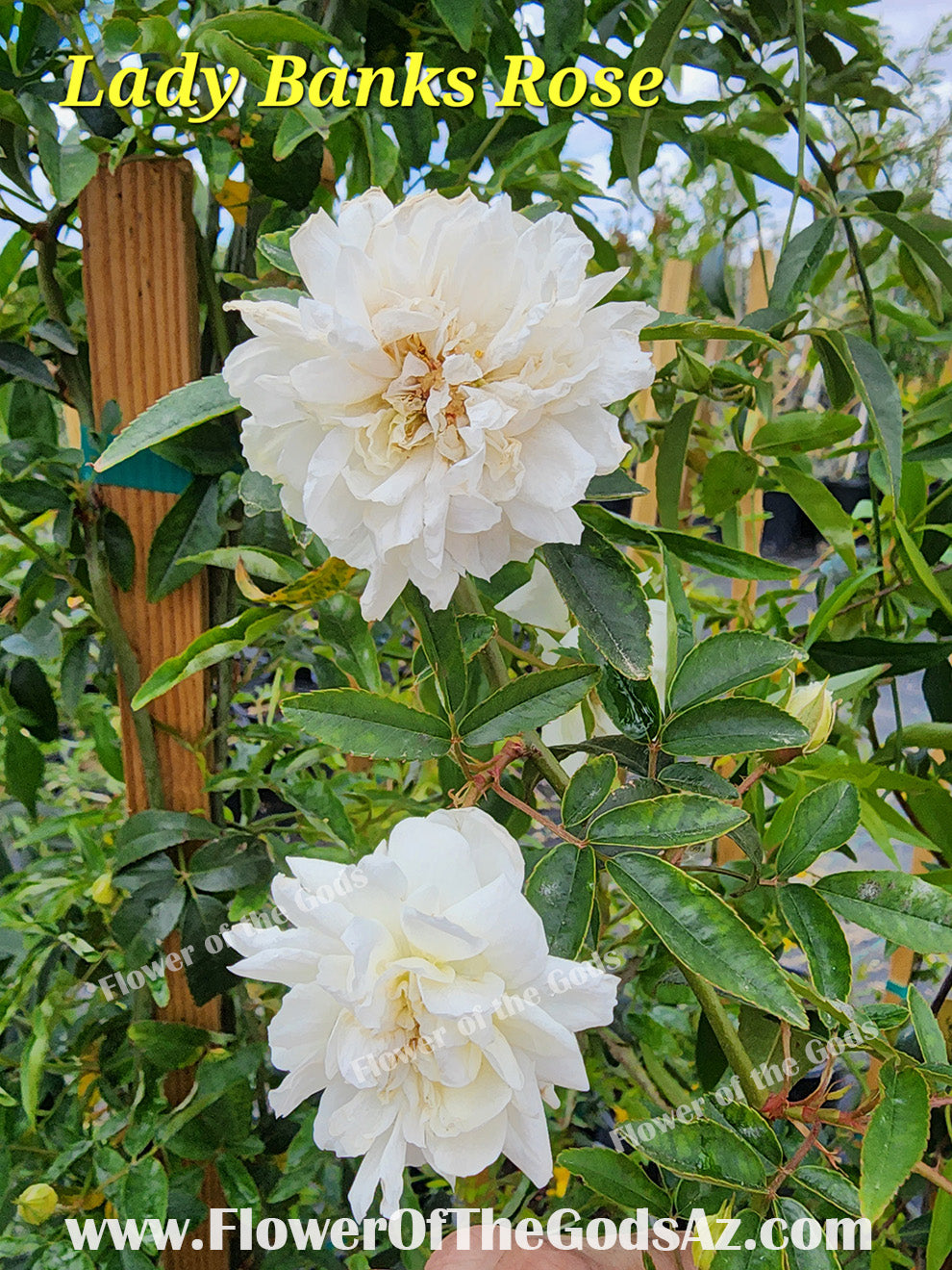 Vines - Lady Banks Rose - White