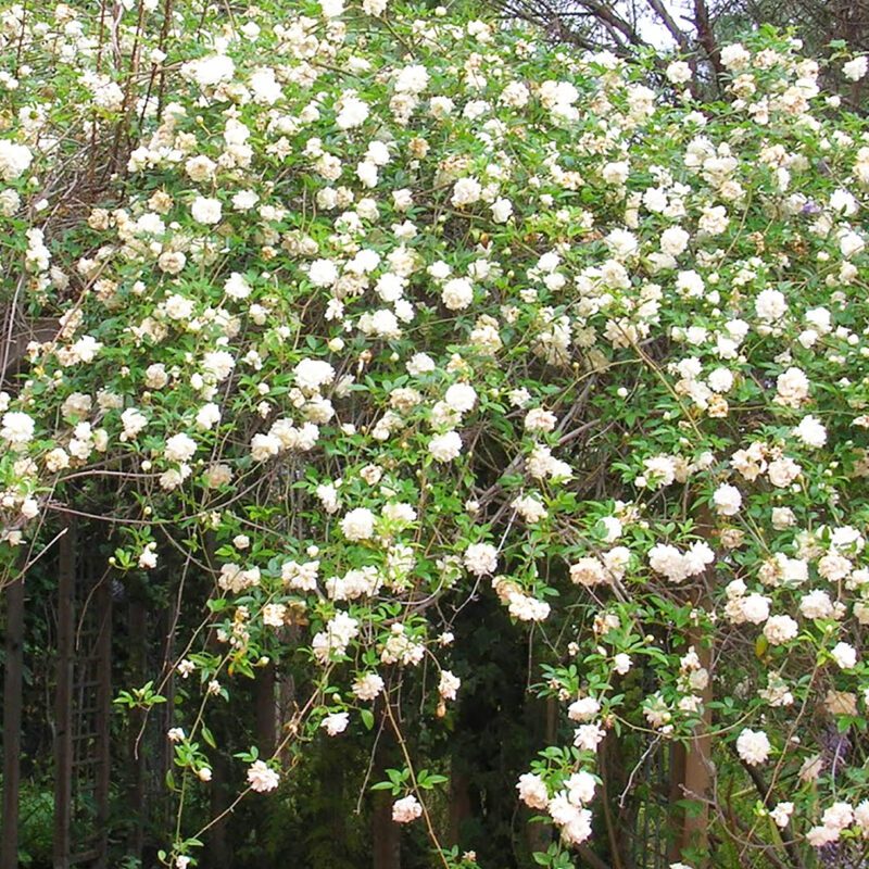 lady banks rose seeds Vines - Lady Banks Rose