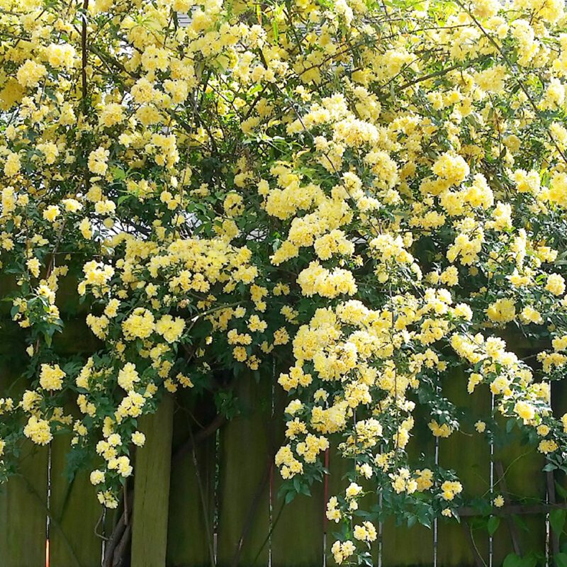 lady banks rose seeds Vines - Lady Banks Rose