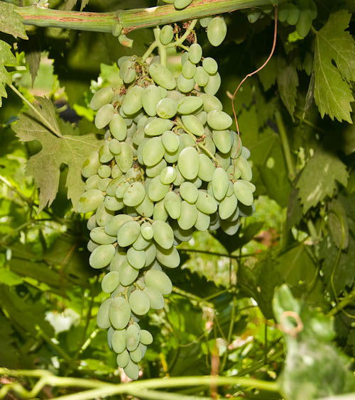 Grapes - Lady Finger - PRE-ORDER