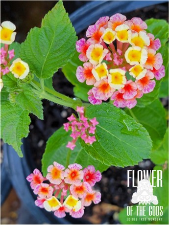 Shrubs - Lantana