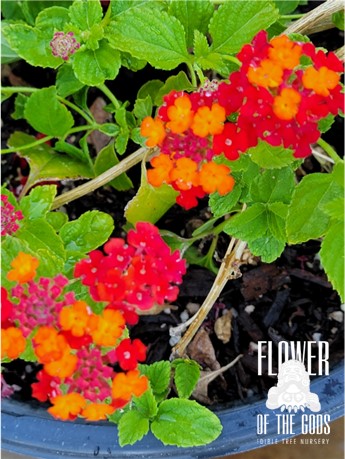 Shrubs - Lantana