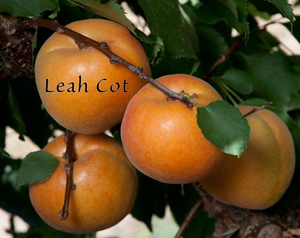 Aprium - Leah Cot - PRE-ORDER