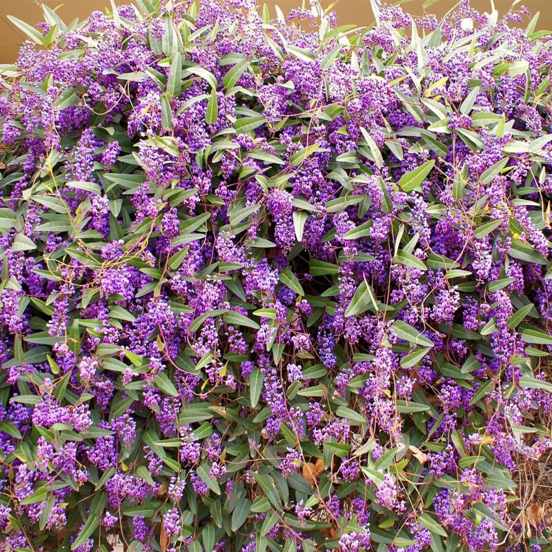 lavender vine plant Vines